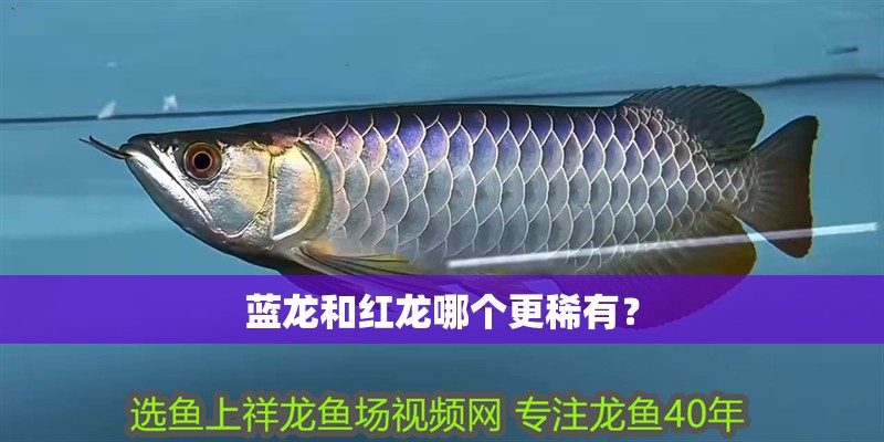 藍龍和紅龍哪個更稀有？