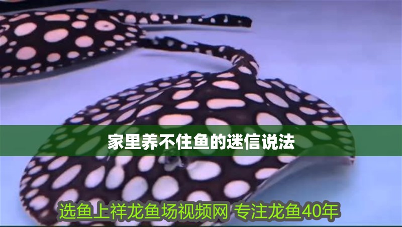 家里養不住魚的迷信說法