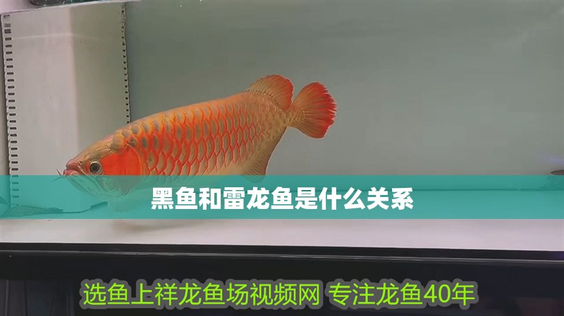 黑魚和雷龍魚是什么關系