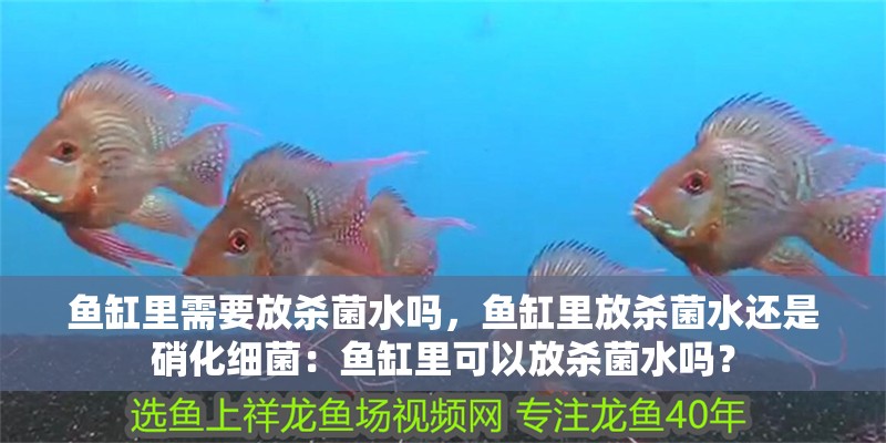 魚缸里需要放殺菌水嗎，魚缸里放殺菌水還是硝化細菌：魚缸里可以放殺菌水嗎？