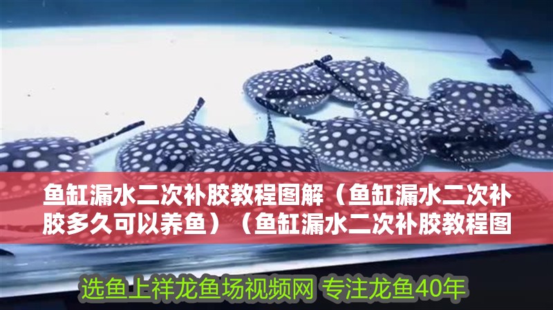 魚缸漏水二次補膠教程圖解（魚缸漏水二次補膠多久可以養(yǎng)魚）（魚缸漏水二次補膠教程圖解魚缸漏水二次補膠教程圖解） 魚缸漏水二次補膠教程圖解（魚缸漏水二次補膠多久可以養(yǎng)魚）（魚缸漏水二次補膠教程圖解魚缸漏水二次補膠教程圖解） 魚缸百科