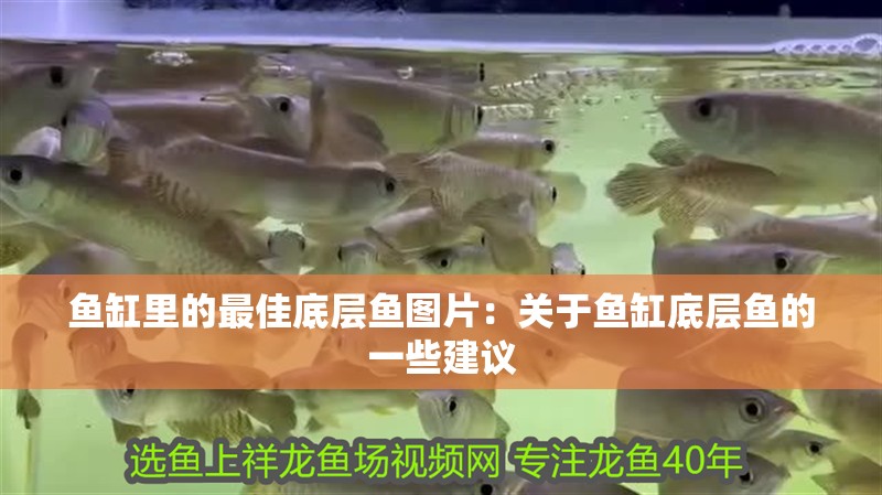 魚缸里的最佳底層魚圖片：關于魚缸底層魚的一些建議