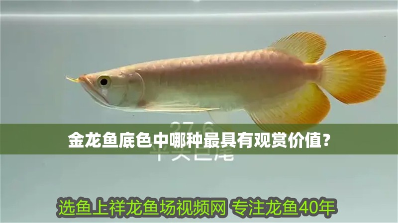 金龍魚底色中哪種最具有觀賞價值？