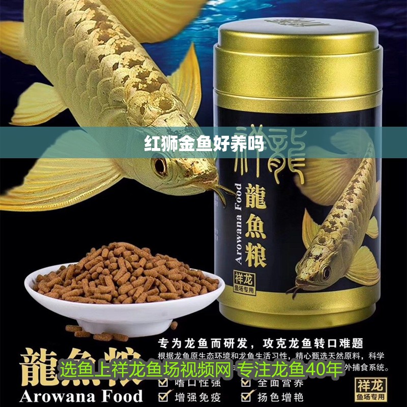 紅獅金魚好養(yǎng)嗎