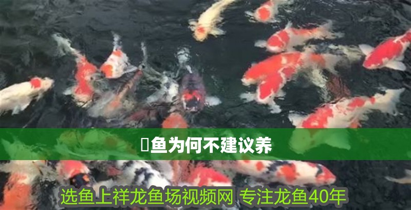 魟魚為何不建議養(yǎng)