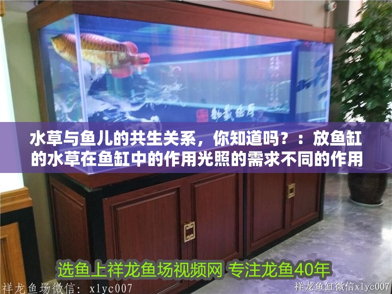 水草與魚兒的共生關系，你知道嗎？：放魚缸的水草在魚缸中的作用光照的需求不同的作用