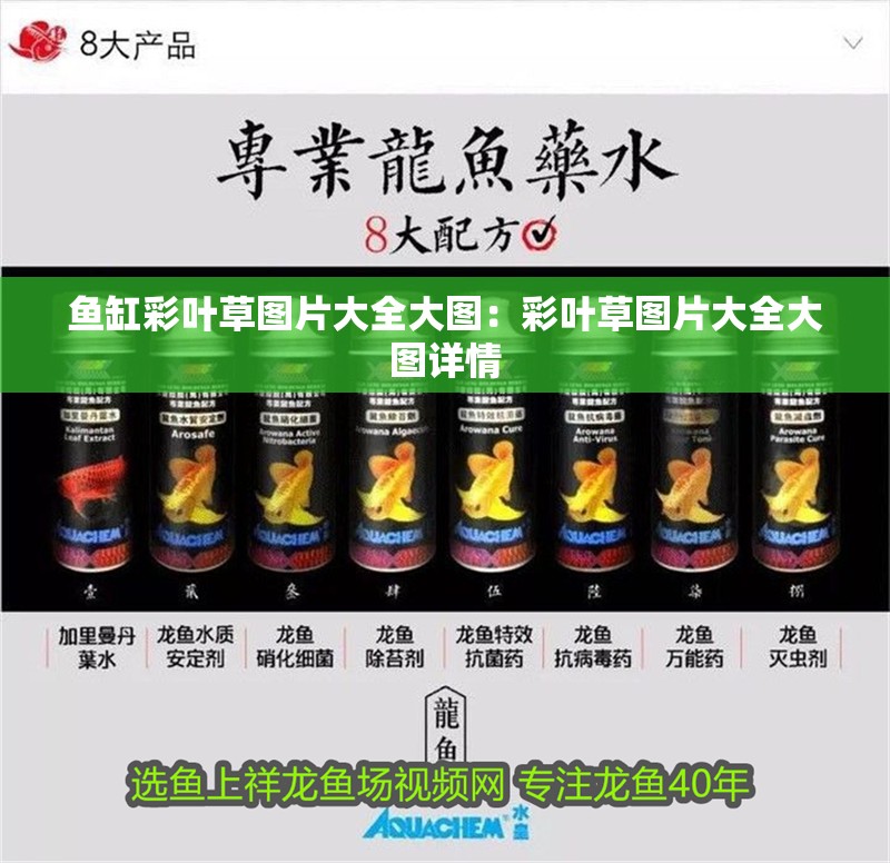 魚缸彩葉草圖片大全大圖：彩葉草圖片大全大圖詳情