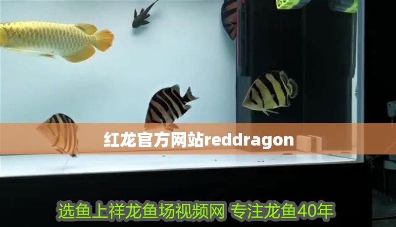 紅龍官方網站reddragon