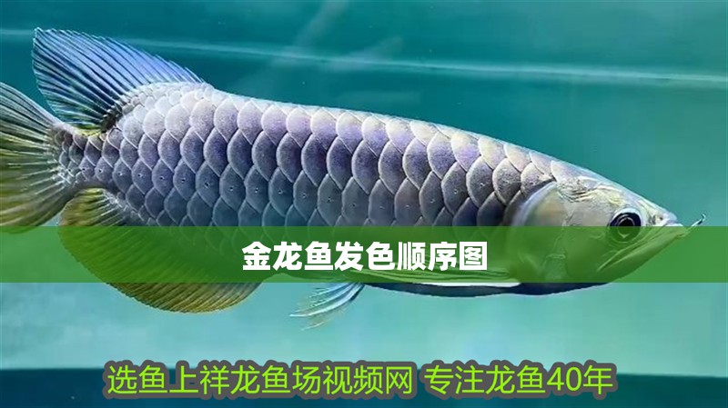 金龍魚發(fā)色順序圖