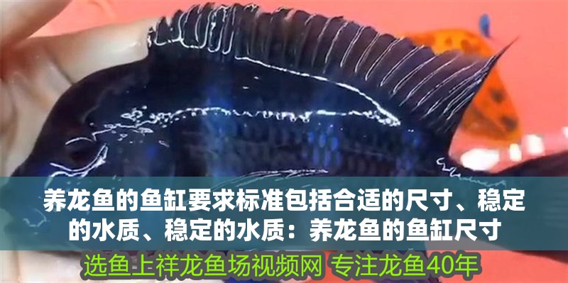 養龍魚的魚缸要求標準包括合適的尺寸、穩定的水質、穩定的水質：養龍魚的魚缸尺寸