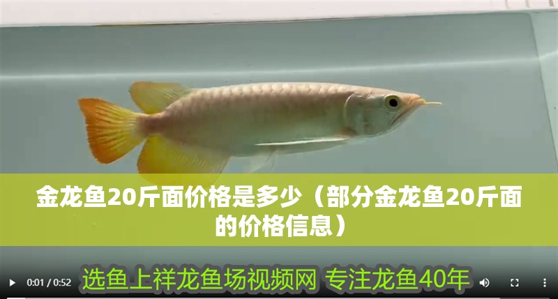 金龍魚20斤面價格是多少（部分金龍魚20斤面的價格信息）