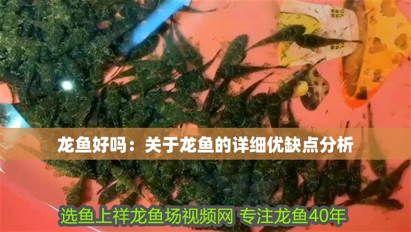 龍魚好嗎：關于龍魚的詳細優(yōu)缺點分析