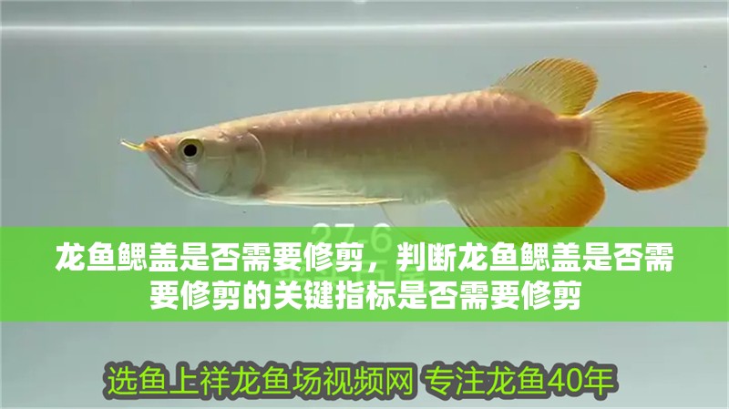龍魚(yú)鰓蓋是否需要修剪，判斷龍魚(yú)鰓蓋是否需要修剪的關(guān)鍵指標(biāo)是否需要修剪
