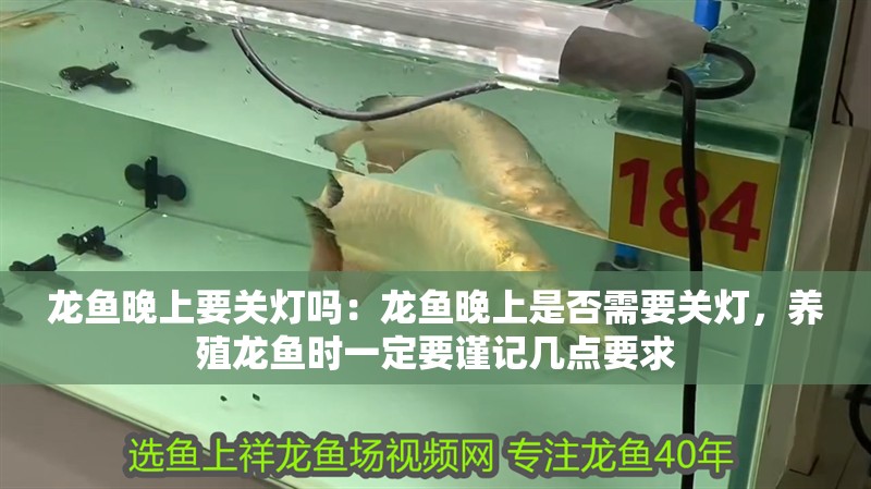 龍魚晚上要關燈嗎：龍魚晚上是否需要關燈，養殖龍魚時一定要謹記幾點要求
