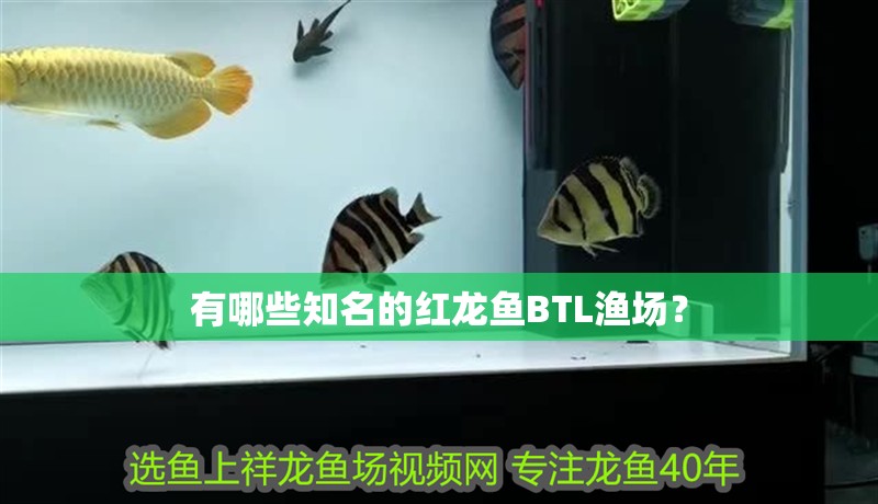 有哪些知名的紅龍魚BTL漁場？
