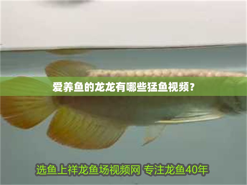 愛養魚的龍龍有哪些猛魚視頻？