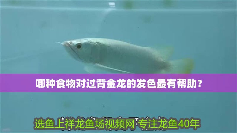 哪種食物對過背金龍的發色最有幫助？