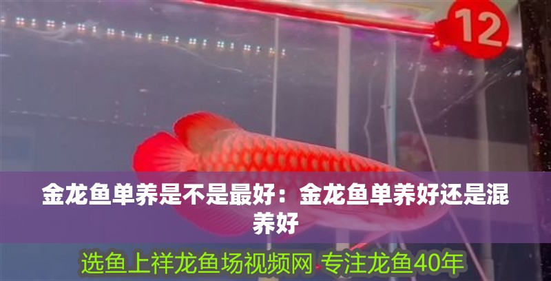 金龍魚單養是不是最好：金龍魚單養好還是混養好