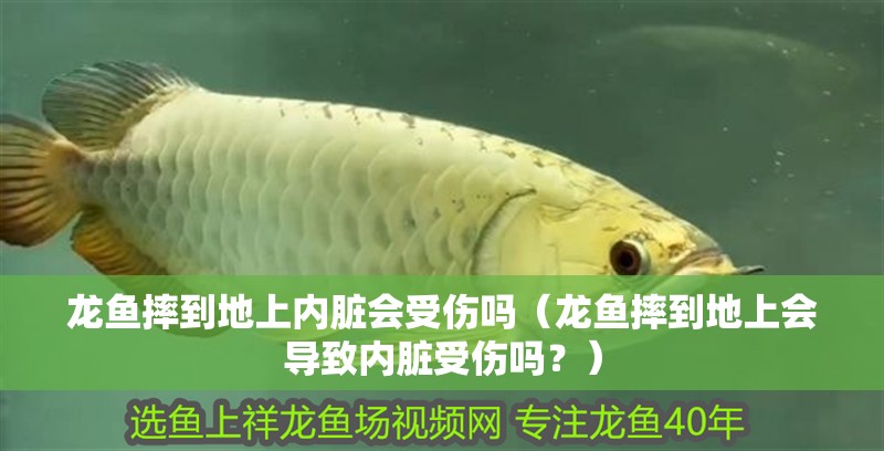 龍魚摔到地上內臟會受傷嗎（龍魚摔到地上會導致內臟受傷嗎？）