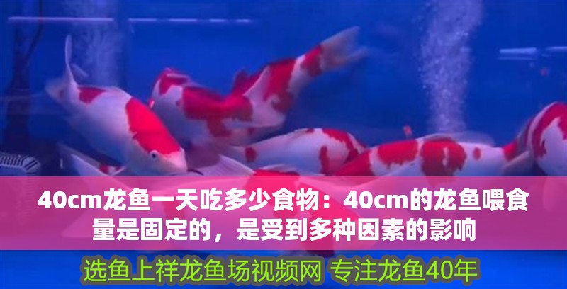 40cm龍魚一天吃多少食物：40cm的龍魚喂食量是固定的，是受到多種因素的影響