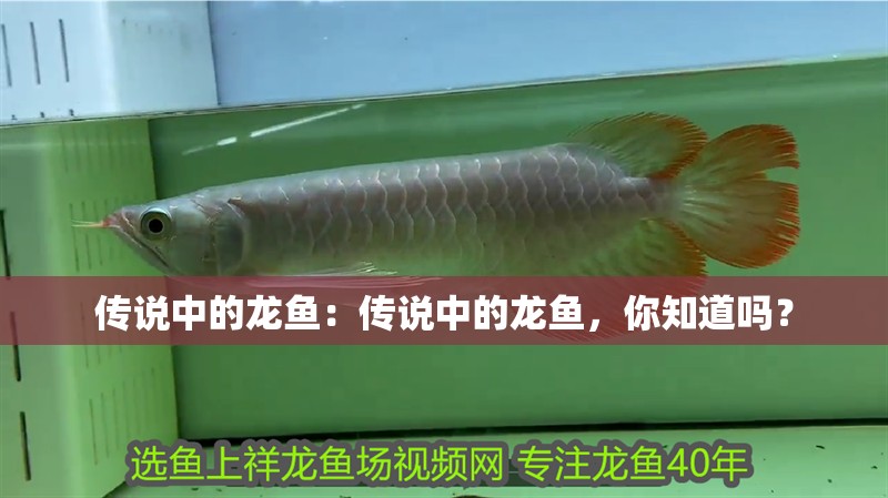 傳說中的龍魚：傳說中的龍魚，你知道嗎？