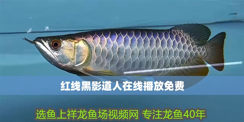 紅線黑影道人在線播放免費(fèi)