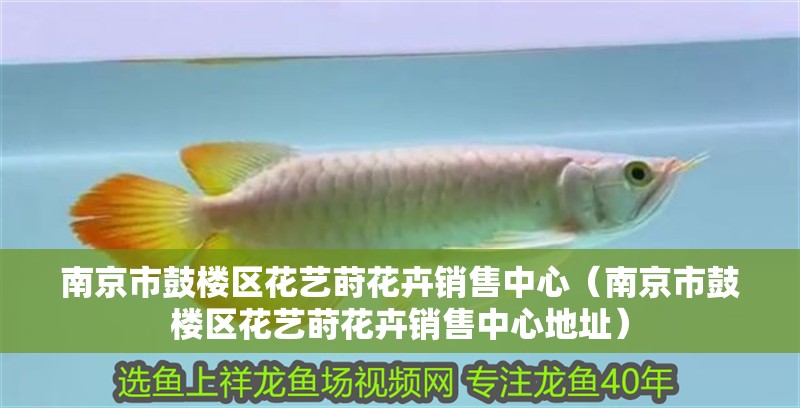 <strong><mark>南京</mark></strong>市鼓樓區花藝蒔花卉銷售中心（<strong><mark>南京</mark></strong>市鼓樓區花藝蒔花卉銷售中心地址）