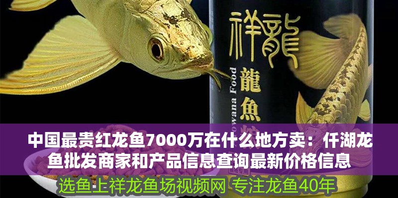 中國(guó)最貴紅龍魚7000萬在什么地方賣：仟湖龍魚批發(fā)商家和產(chǎn)品信息查詢最新價(jià)格信息