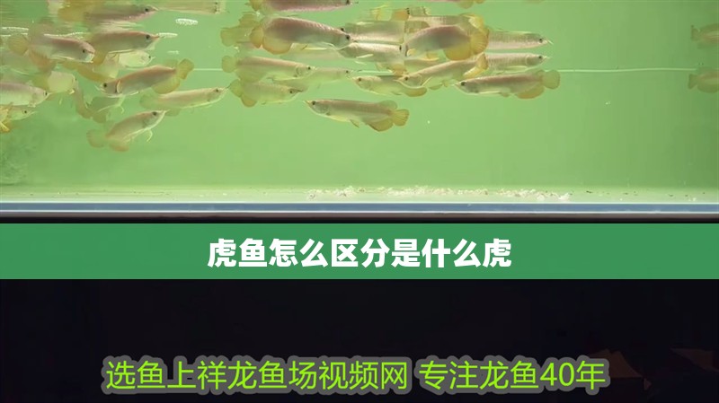 虎魚怎么區分是什么虎