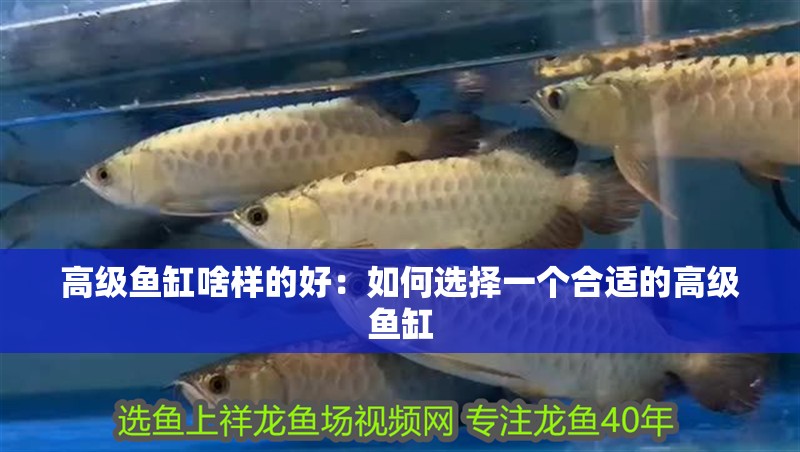 高級(jí)魚缸啥樣的好：如何選擇一個(gè)合適的高級(jí)魚缸
