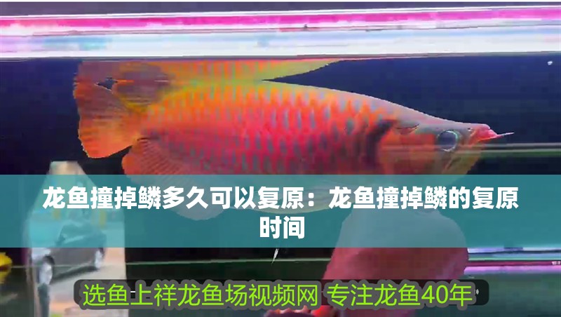 龍魚撞掉鱗多久可以復原：龍魚撞掉鱗的復原時間