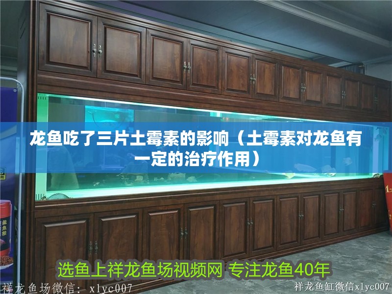 龍魚吃了三片土霉素的影響（土霉素對龍魚有一定的治療作用）