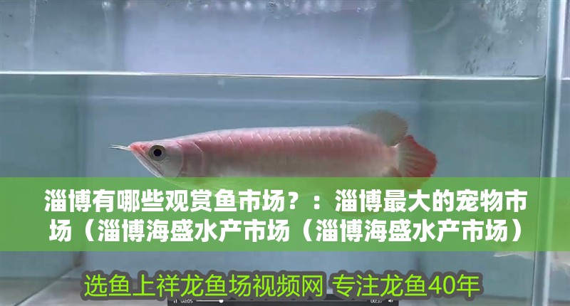 淄博有哪些觀賞魚市場？：淄博最大的寵物市場（淄博海盛水產市場（淄博海盛水產市場）