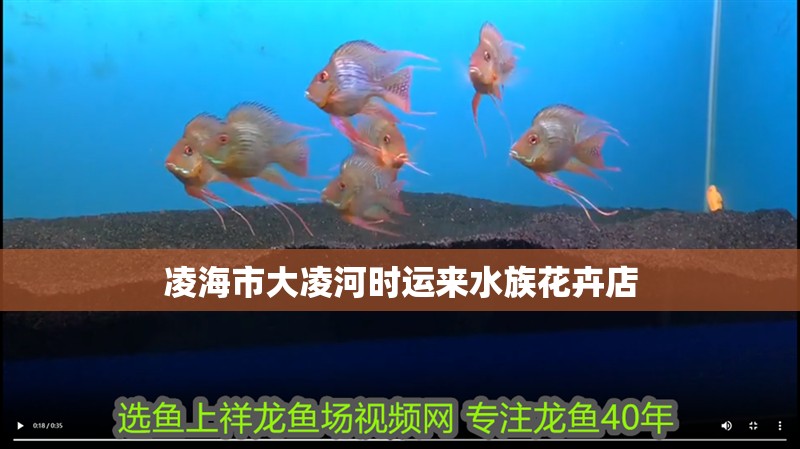凌海市大凌河時運來水族花卉店