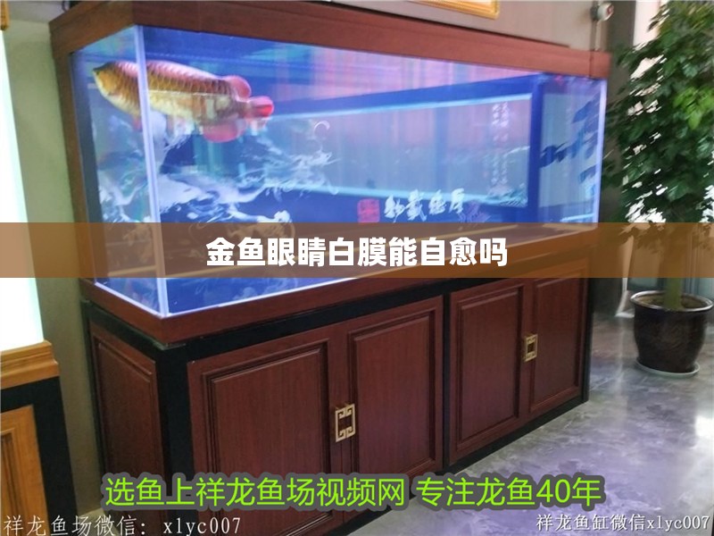 金魚眼睛白膜能自愈嗎