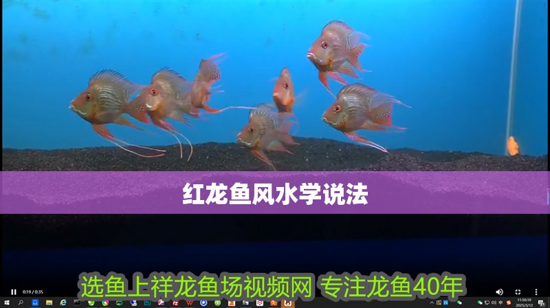 紅龍魚風(fēng)水學(xué)說法