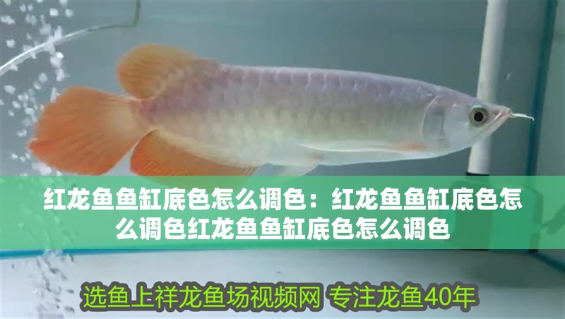紅龍魚魚缸底色怎么調色：紅龍魚魚缸底色怎么調色紅龍魚魚缸底色怎么調色