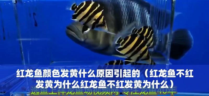 紅龍魚顏色發黃什么原因引起的（紅龍魚不紅發黃為什么紅龍魚不紅發黃為什么）