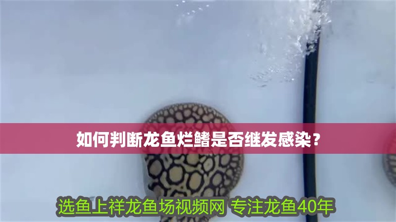 如何判斷龍魚爛鰭是否繼發感染？