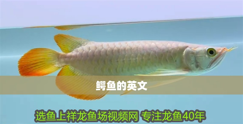 鱷魚的英文