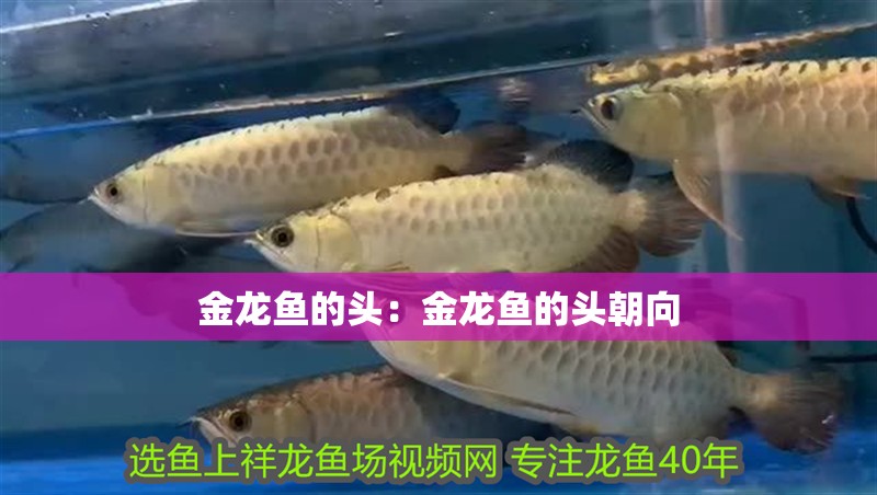 金龍魚的頭：金龍魚的頭朝向