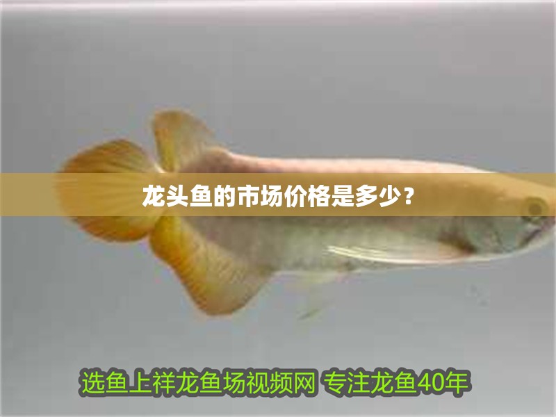 紅龍魚用黃燈烤有用嗎 龍頭魚的市場價格是多少? 龍魚論壇 龍頭魚的市場價格是多少? 龍頭魚的市場價格是多少? 龍魚論壇