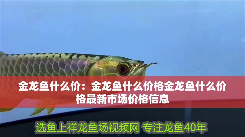 金龍魚什么價：金龍魚什么價格金龍魚什么價格最新市場價格信息