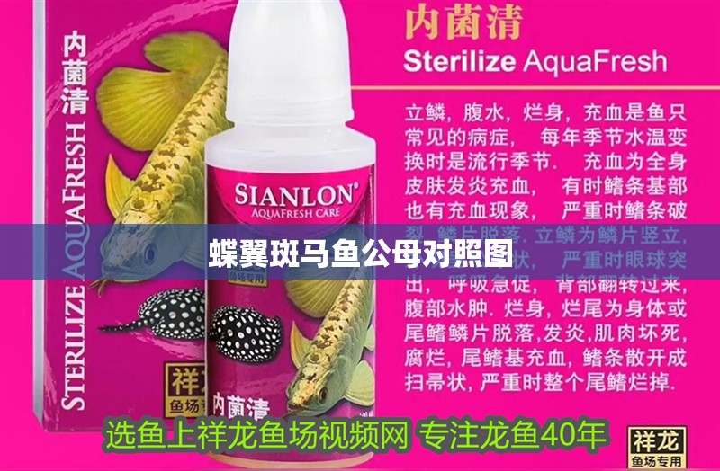 蝶翼斑馬魚公母對(duì)照?qǐng)D