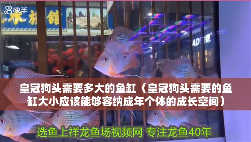 我的虎魚真菌感染了要怎么處理 皇冠狗頭需要多大的魚缸(皇冠狗頭需要的魚缸大小應該能夠容納成年個體的成長空間) 魚缸百科 皇冠狗頭需要多大的魚缸(皇冠狗頭需要的魚缸大小應該能夠容納成年個體的成長空間) 皇冠狗頭需要多大的魚缸(皇冠狗頭需要的魚缸大小應該能夠容納成年個體的成長空間) 魚缸百科