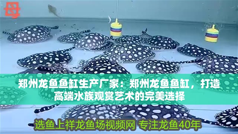 鄭州龍魚魚缸生產廠家：鄭州龍魚魚缸，打造高端水族觀賞藝術的完美選擇 鄭州龍魚魚缸生產廠家：鄭州龍魚魚缸，打造高端水族觀賞藝術的完美選擇 魚缸百科