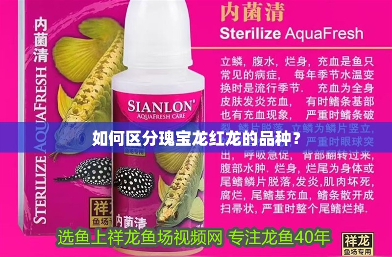 如何區分瑰寶龍紅龍的品種？