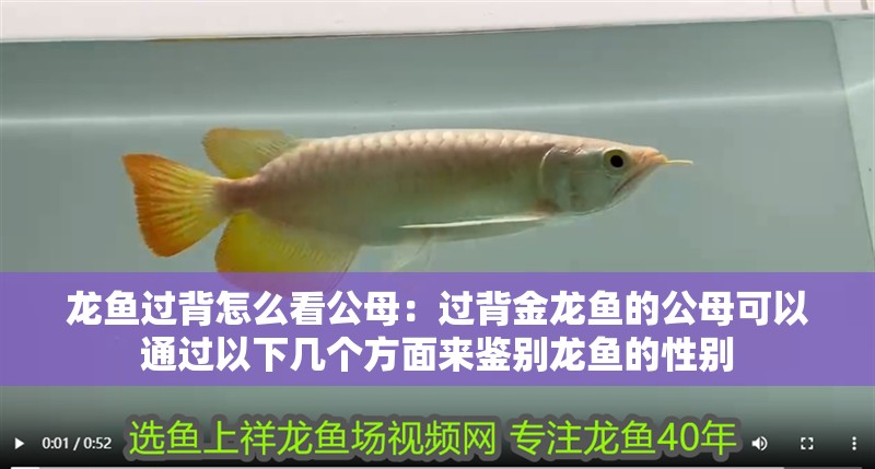 龍魚過背怎么看公母：過背金龍魚的公母可以通過以下幾個方面來鑒別龍魚的性別