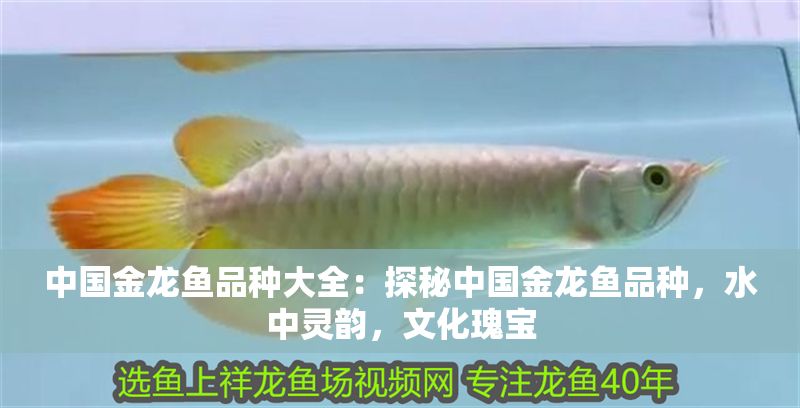 中國金龍魚品種大全：探秘中國金龍魚品種，水中靈韻，文化瑰寶
