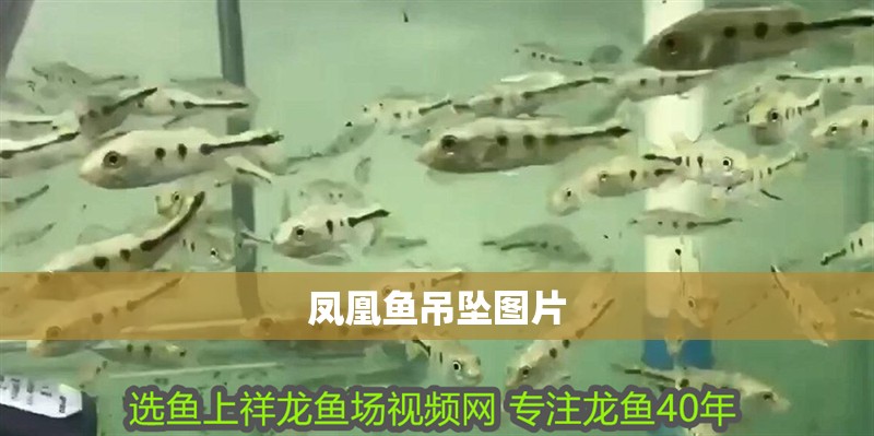 鳳凰魚吊墜圖片